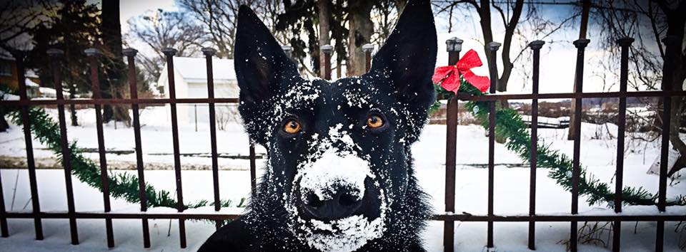 Black German Shepherd with snow on its face.