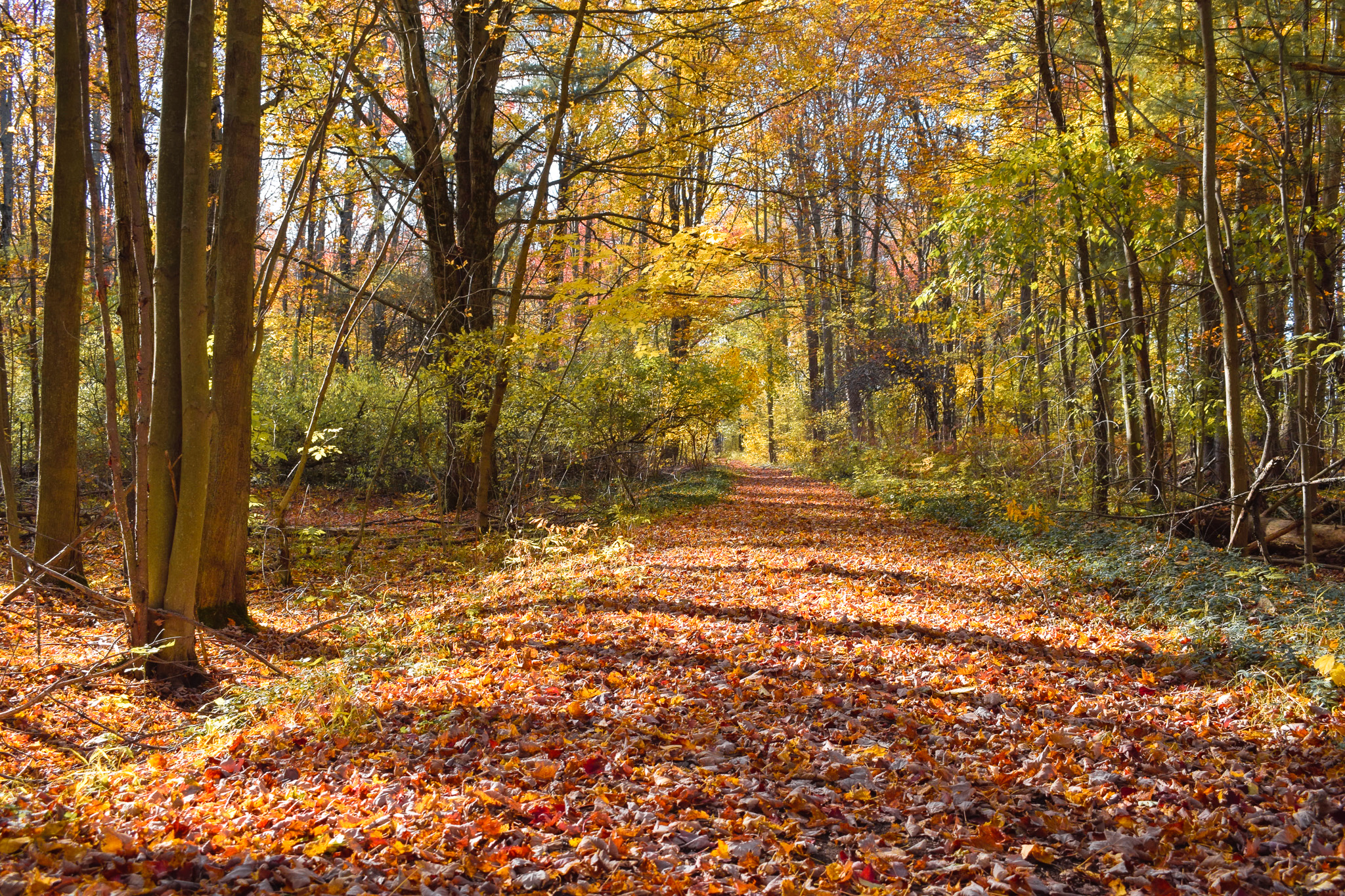 Fallen leave in Autumn hues cover a walking path at Black Lake Park